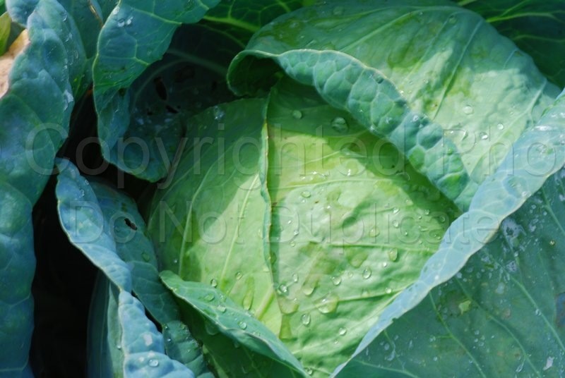 Food & Drink cabbage, vegetable, salad, slaw, sauerkraut, health, healthy, nutrition, nutritious, dine, dining, ingredient, prepare, garden, farm, organic  
